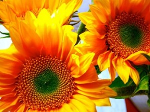 Sunflowers_7440