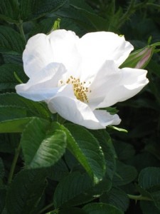 White_Flower_4881