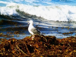 Sea_Bird_1120278