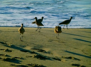 Beach_Birds