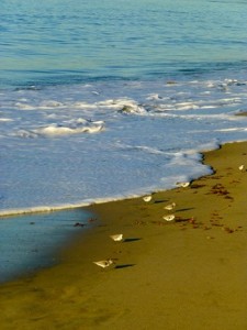 Birds_on_Beach