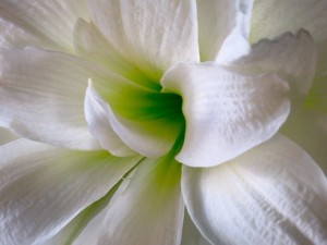 White_Flower_6694