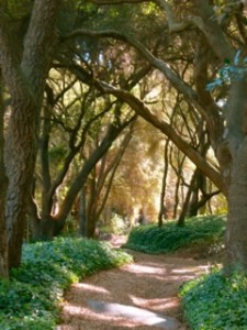 Wooded_Path