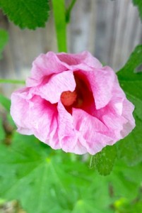 Pink Blossom Hanging Down