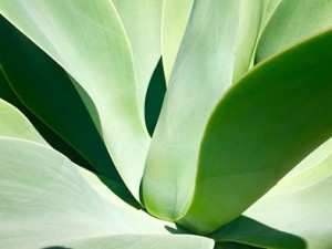 Succulent_Leaves_P0001