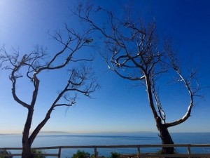 Winter_Trees_in_View_P0002