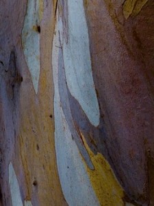 Bark_Color_P0002