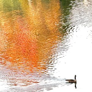 Calmness