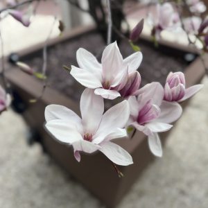 Magnolias in Bloom