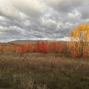 Autumn Alive