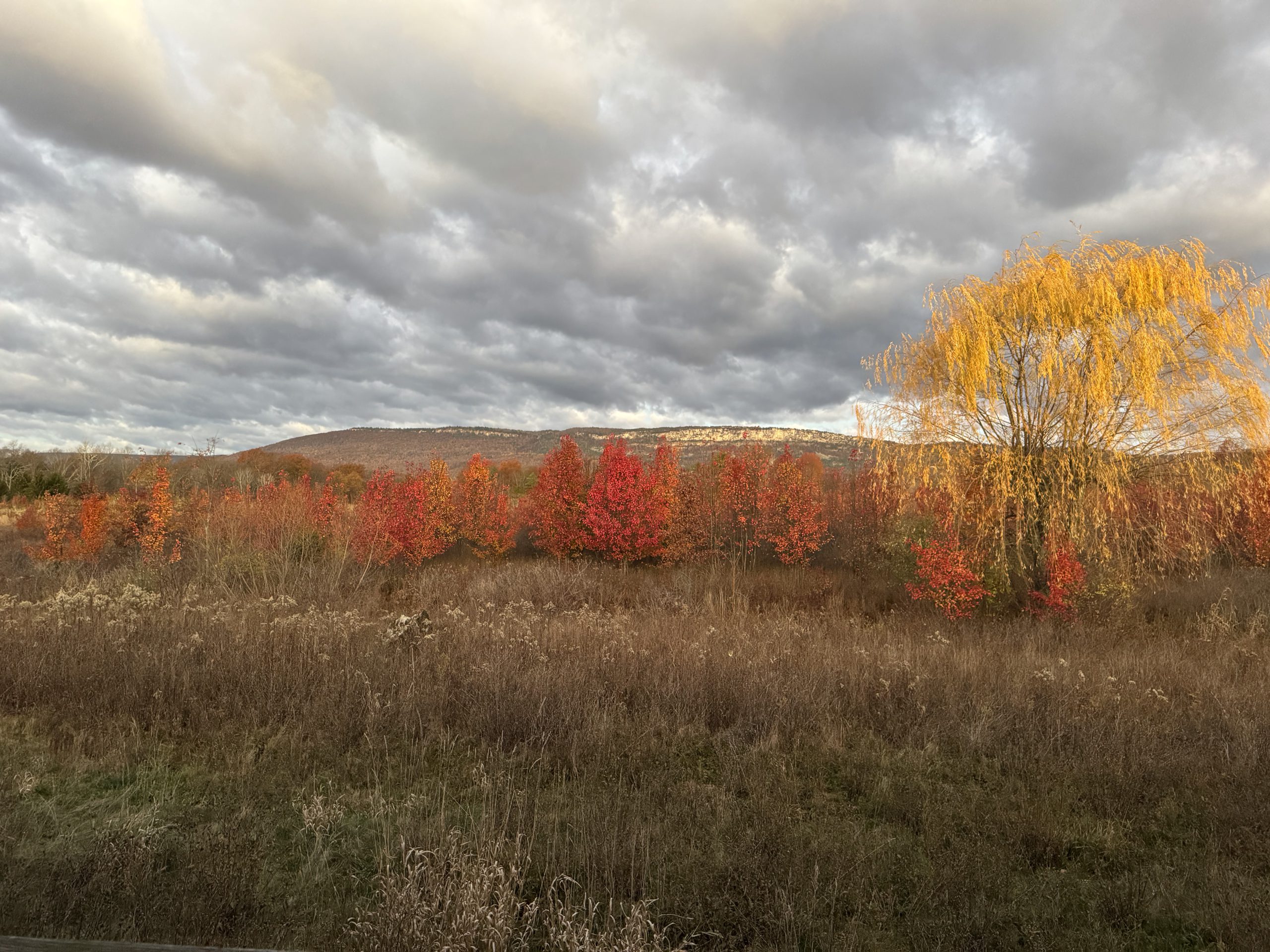 Autumn Alive